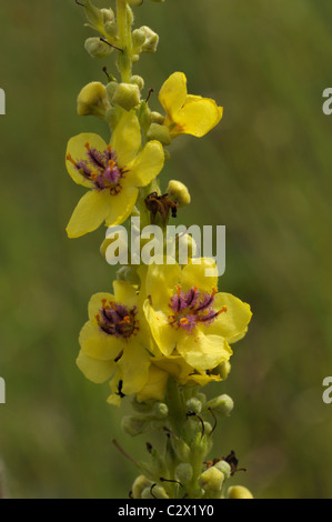 Dark Mullein, molène nigrum Foto Stock