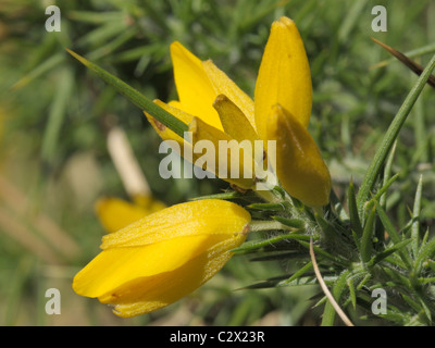 Western ginestre, Ulex gallii Foto Stock