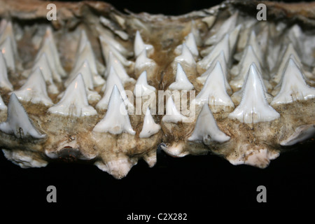 Le file di denti di squalo Foto Stock