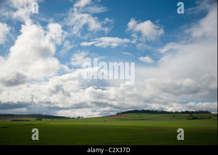 Molla verde i campi agricoli sotto un grande cielo in Oregon Foto Stock