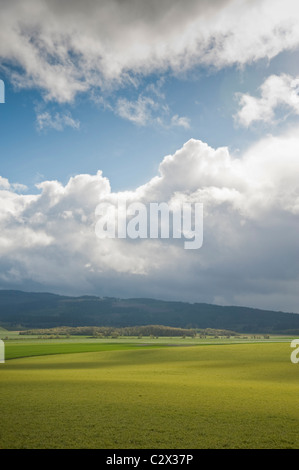 Molla verde i campi agricoli sotto un grande cielo in Oregon Foto Stock