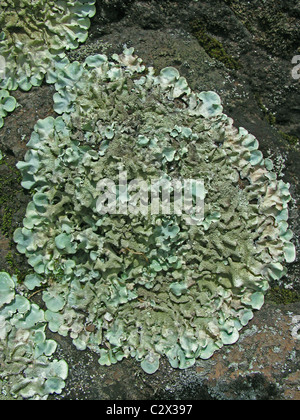 Il lichen Lecanora muralis, tallo sulle rocce Foto Stock