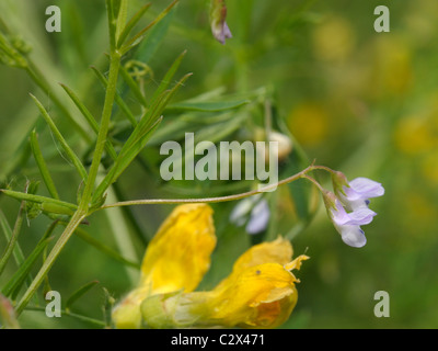 Tara liscia, Vicia tetrasperma Foto Stock