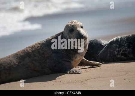 Grigio a colonia di foche tirata fuori sulla spiaggia Foto Stock