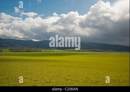 Molla verde i campi agricoli sotto un grande cielo in Oregon Foto Stock