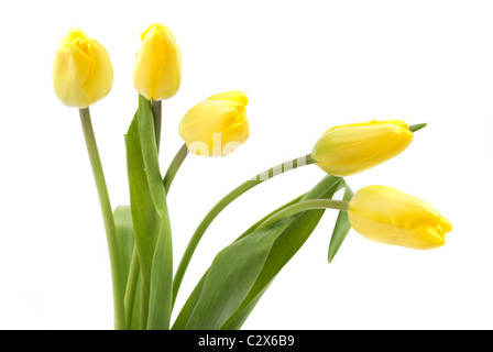 Cinque tulipani gialli isolati su sfondo bianco Foto Stock