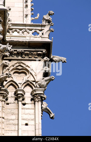 Famoso doccioni della cattedrale di Notre Dame a Parigi il cielo blu sullo sfondo Foto Stock