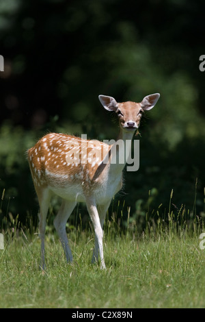 Daini doe a camminare nella luce del sole masticare Foto Stock