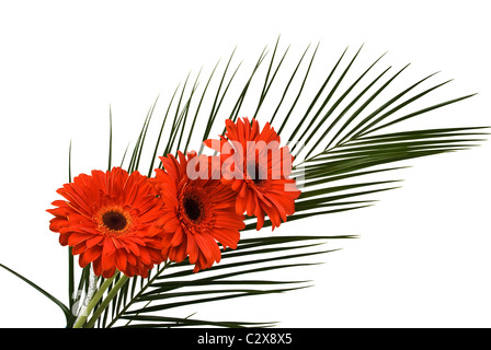 Bouquet di tre gerbera con foglie di palma su sfondo bianco Foto Stock