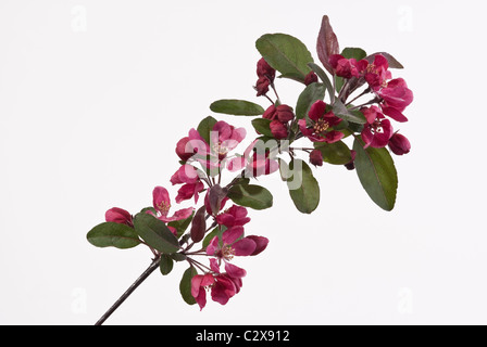 Malus moerlandsii "Profusione' Foto Stock