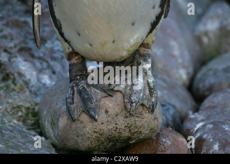 Piedi e basso ventre del singolo [pinguini Humboldt] [Spheniscus Humboldti] permanente sulla pietra rotonda Foto Stock