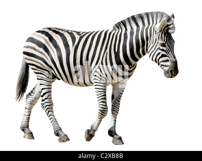 Profilo di zebra Burchell pochi isolati su sfondo bianco Foto Stock