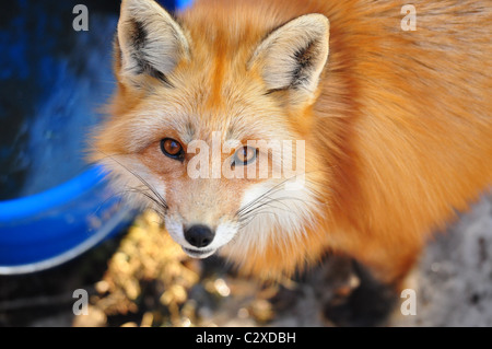 Ritratto di una volpe rossa che guarda in su Foto Stock