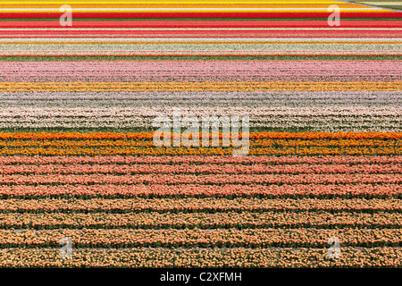 Tulipani olandesi i campi in piena fioritura nei pressi del Keukenhof Flower Garden in Lisse, Holland, Paesi Bassi. Foto Stock