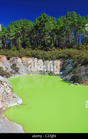 Il Devil's bagno, Wai-O-Tapu Thermal Wonderland, Rotorua, Baia di Planty Regione, Isola del nord, Nuova Zelanda Foto Stock