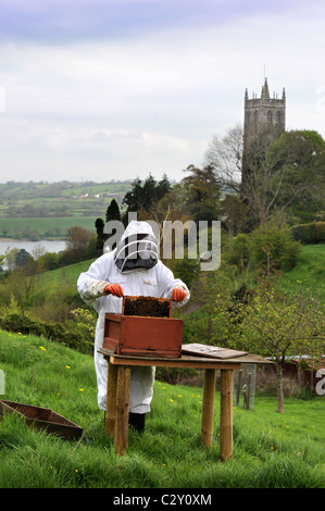 Un apicoltore assiste al suo alveare nel Somerset villaggio di Blagdon REGNO UNITO Foto Stock