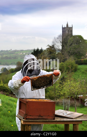 Un apicoltore assiste al suo alveare nel Somerset villaggio di Blagdon REGNO UNITO Foto Stock