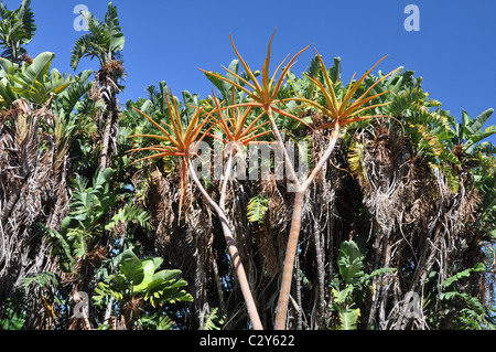 Caduta di Kirstenbosch National Botanical Gardens, Città del Capo Foto Stock