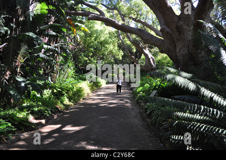 Caduta di Kirstenbosch National Botanical Gardens, Città del Capo Foto Stock