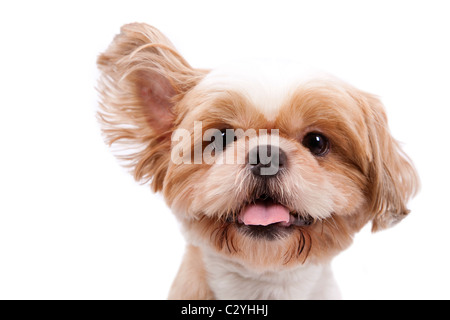 Adorabile cagnolino ascoltare e sollevare l'orecchio e isolato su sfondo bianco. Foto Stock