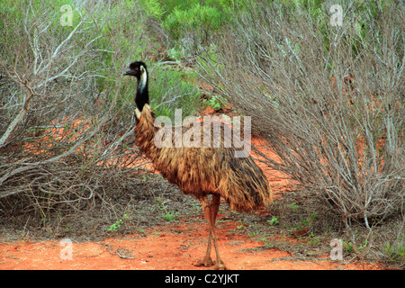 L'Uem in piedi di bush, Shark Bay, a nord-ovest dell'Australia Foto Stock