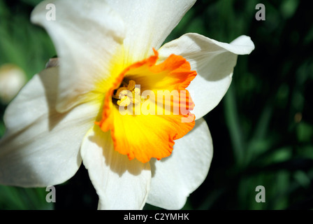 Narcissus pseudonarcissus daffodil o a chiunque altro. Catturati su una soleggiata terrapieno in primavera. Foto Stock