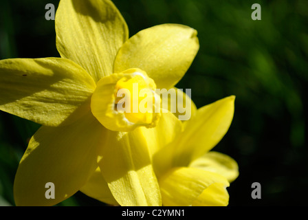 Narcissus pseudonarcissus daffodil o a chiunque altro. Catturati su una soleggiata terrapieno in primavera. Foto Stock