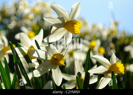 Narcissus pseudonarcissus daffodil o a chiunque altro. Catturati su una soleggiata terrapieno in primavera. Foto Stock