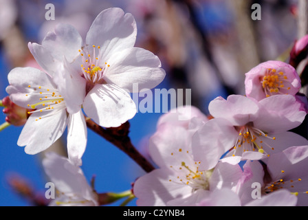 Close up di ciliegio selvatico fiori. Foto Stock
