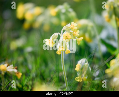 Il Regno Unito, l'Europa. Cowslips (Primula veris) in close-up Foto Stock