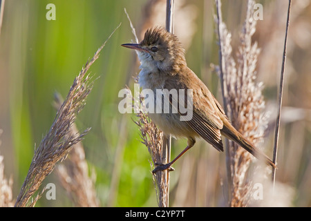 Australian Reed-Warbler appollaiato su un reed. Foto Stock