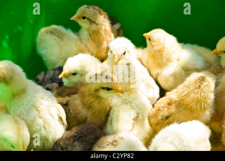 In prossimità di molte piccolo giallo stand di pollo in una scatola verde chiuso ogni altro Foto Stock