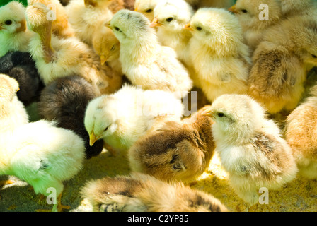 In prossimità di molte piccolo allevamento di polli in piedi nel gruppo Foto Stock