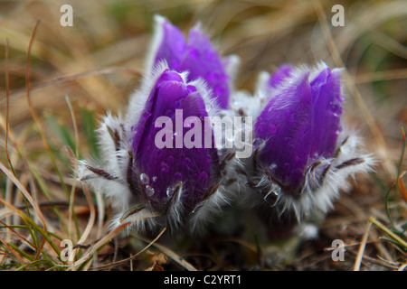 Fiori viola con gocce di rugiada. Profondità di campo Foto Stock