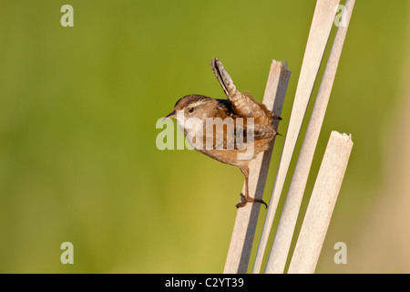 Marsh wren sul pesce persico territoriale in marsh-Victoria, Brtisih Columbia, Canada. Foto Stock