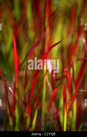 Giapponese erba sangue Imperata cylindrica 'Barone Rosso' Foto Stock