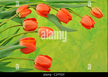 Gruppo di tulipani rossi su sfondo colorato Foto Stock