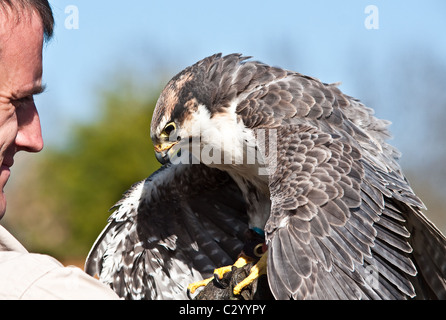 Un falco trainer con un Lugger falcon a Stonham Bird Sanctuary, Suffolk Foto Stock