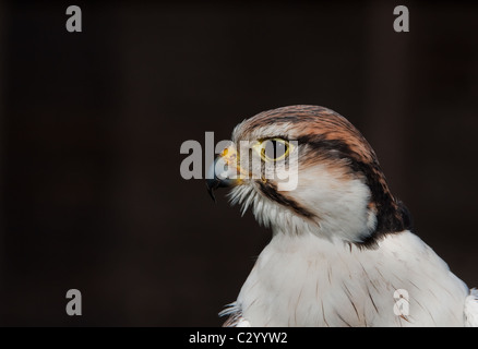 Un falco Lugger Foto Stock