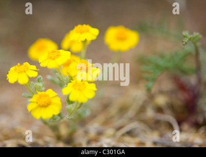 North American desert primavera fiori selvatici California tickseed (Coreopsis californica) - Deserto Mojave, California USA Foto Stock