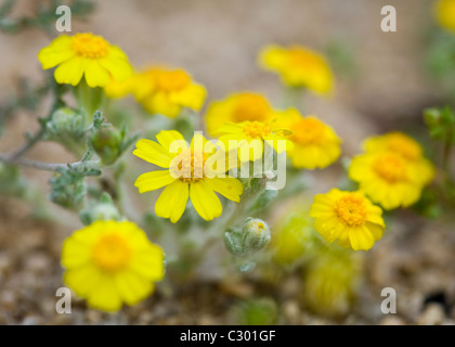 North American desert primavera fiori selvatici California tickseed (Coreopsis californica) - Deserto Mojave, California USA Foto Stock