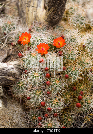 Tumulo di Mojave cactus (Claret Cup) fiorisce in primavera - Deserto Mojave, California USA Foto Stock