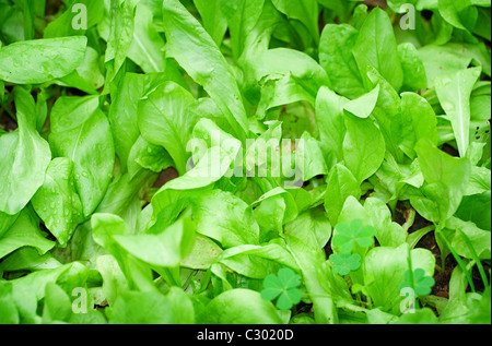 Verde naturale organico germogli di lattuga in giardino Foto Stock