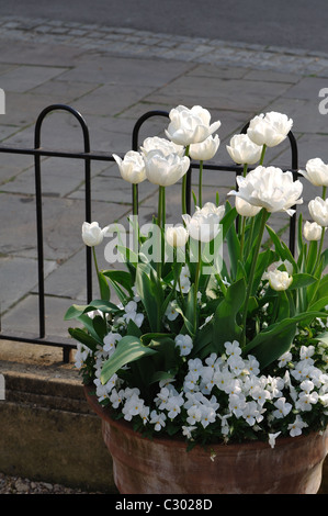 Contenitore piantati con il bianco tulipani e pansies Foto Stock