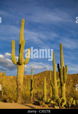 Cactus Saguaro campo - Parco nazionale del Saguaro, Arizona USA Foto Stock