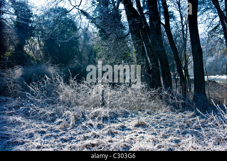 Scena di bosco durante la trasformata per forte gradiente frost, il Costwolds, Oxfordshire, Regno Unito Foto Stock