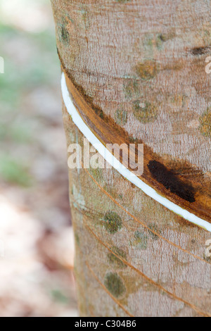 Dettaglio di una gomma filettati tree - Tbong Khmum Provincia, Cambogia Foto Stock