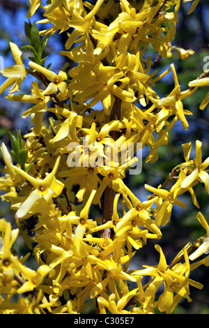 Ramo di forsitia con fiori gialli contro il cielo Foto Stock