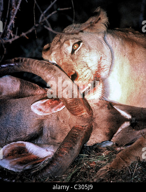 Femmina (LION PANTHERA LEO) Africa la più grande predatore si nutre di un KUDU (TRAGELAPHUS STREPSICEROS) .Kruger Foto Stock