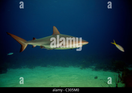 Caribbean reef shark nome latino: Carcharhinus perezi Bahamas. Fotografo : Gary Roberts Foto Stock
